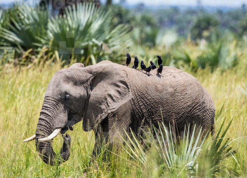 elephant-best-of-uganda