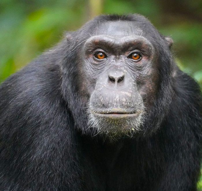7-days-uganda-primates-safari-package 7-days-uganda-primates-safari-package